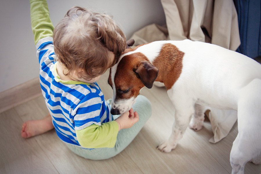 犬と子供が触れ合う時の絶対NG行為５選！思わぬ事故やトラブルに繋がることも…？