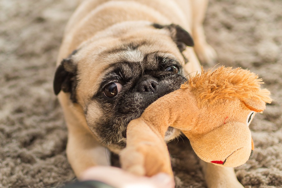 犬がおもちゃを噛む心理とは？安全な管理方法まで
