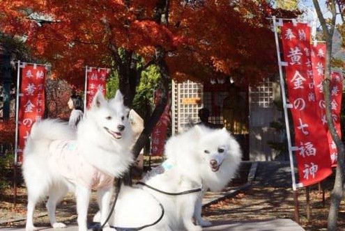 愛犬と一緒に紅葉の絶景を楽しむ！富士河口湖もみじまつり