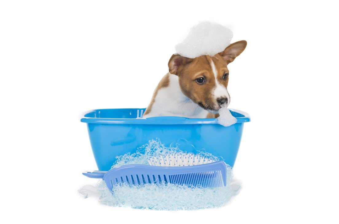 犬を洗う場所はどこがいい？目的別の選び方や自宅以外で洗う方法