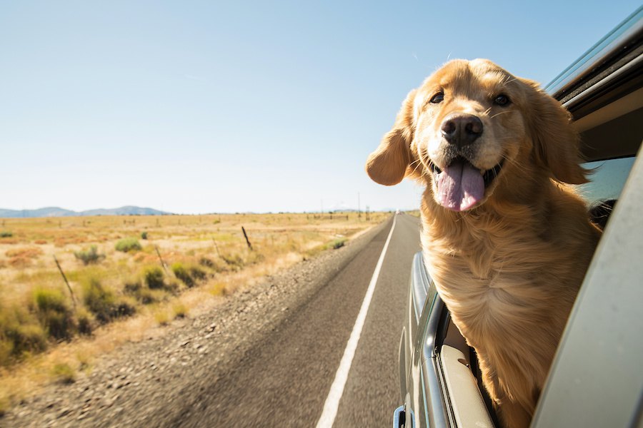 犬を車内で自由にさせたら「道交法違反」！？安全な乗せ方とは