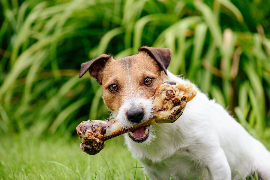 骨は犬の歯石をどのくらい取り除けるかという研究結果、でもよく考えて！