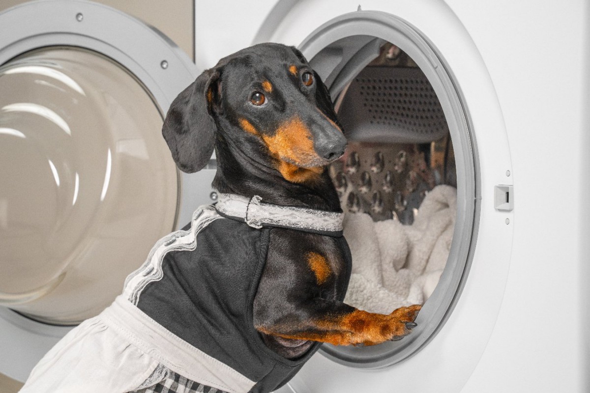 犬のベッド「NGな洗い方」5選！そのまま洗濯機に入れていませんか？