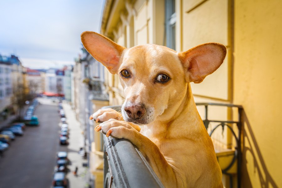 アメリカで発表された「犬に優しい街」ランキングから考える