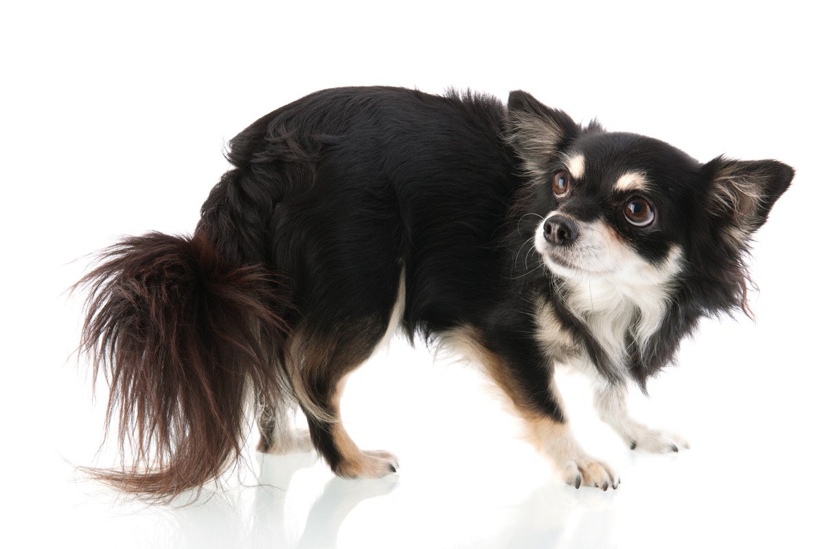 犬が突然怯えてしまう…3つの原因と対処法を解説