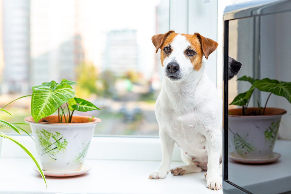 犬の飼い主でも育てられる『観葉植物』４選！絶対NGな植物もあるって本当？
