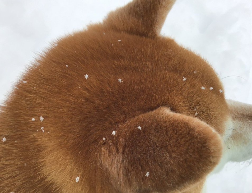 『奇跡の1枚』柴犬のふわふわ後頭部に舞い降りた雪の結晶…注目と称賛の声集まる「冬の贈り物」「雪の華だ」