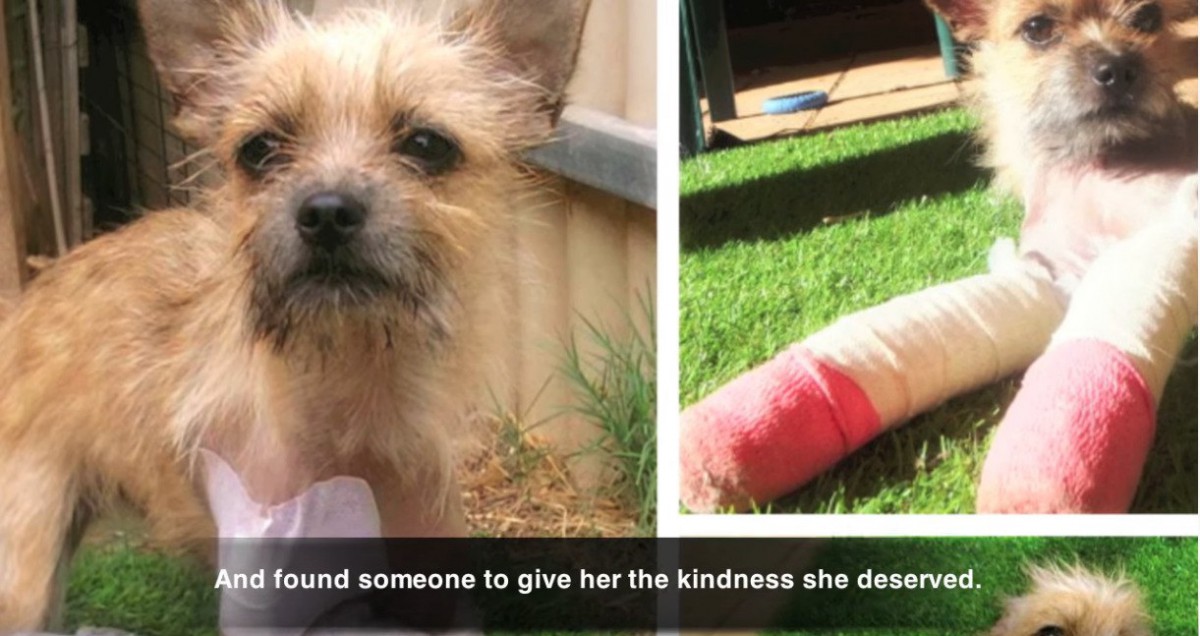 虐待で前足骨折…放置され、痛みに何日も耐えた小型犬をレスキュー