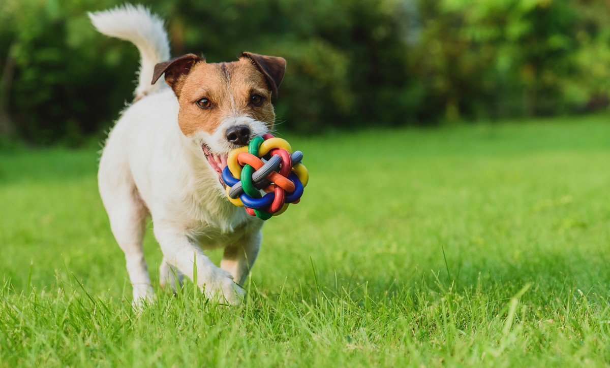 愛犬を賢くする『ゲーム・遊び』３選♡それぞれのやり方と注意点