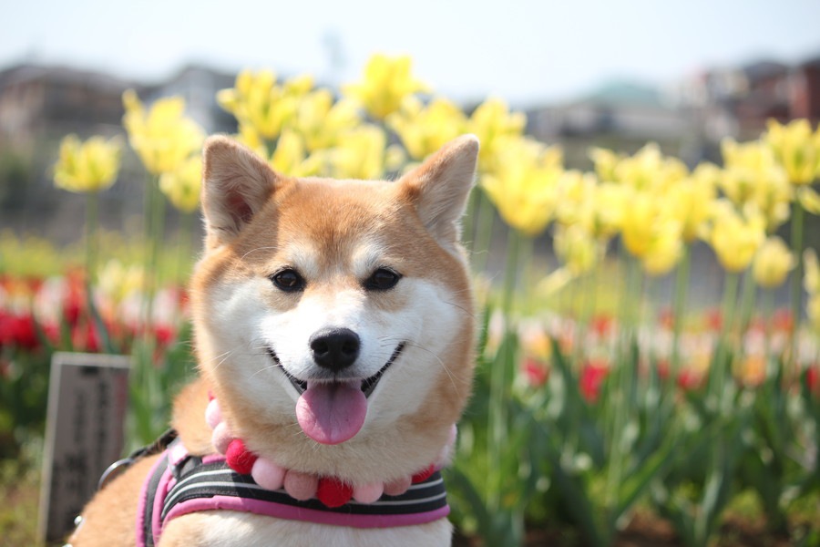 日本各地で開催！犬のお祭りまとめ５選