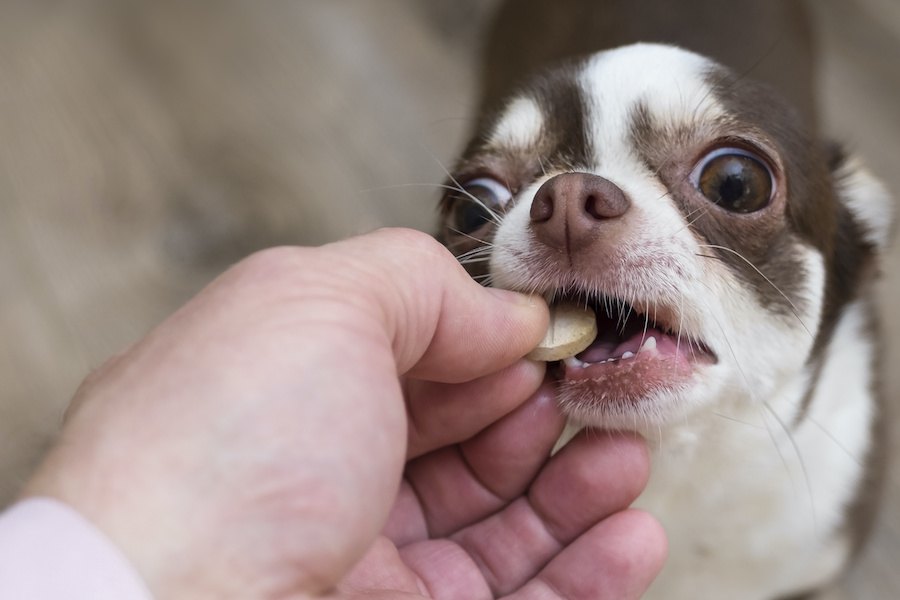 犬の問題行動への投薬治療をどう思う？アメリカでのアンケート調査