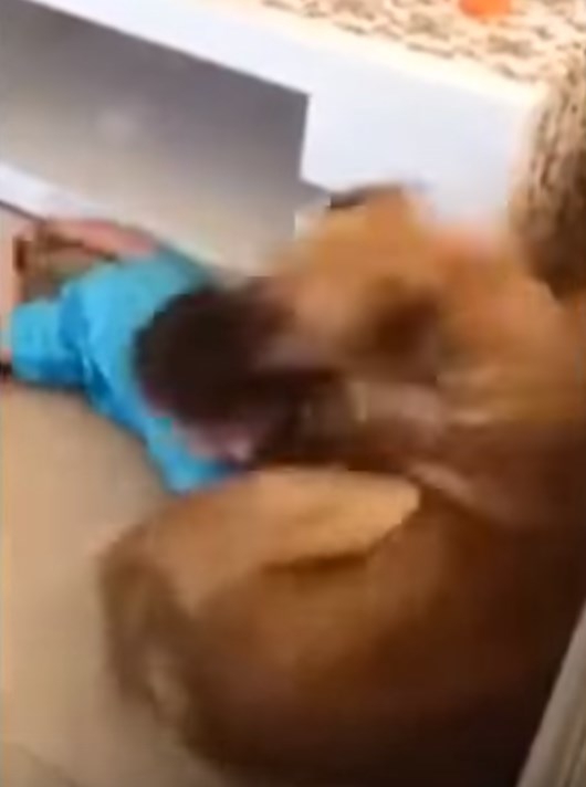 ショッキング動画！飼い犬が赤ちゃんに噛みつく事故の瞬間！専門家も警鐘！(まとめ)