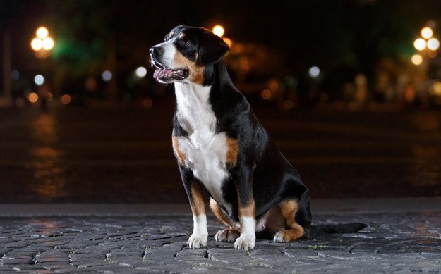 犬と夜のお散歩をする時に絶対してはいけないNG行為５選