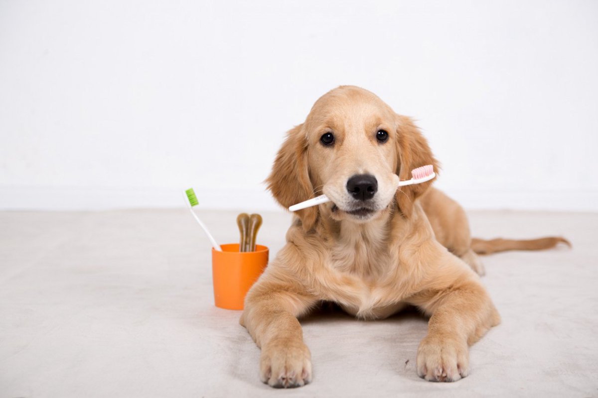犬にとって絶対NGな『歯磨きの仕方』5選
