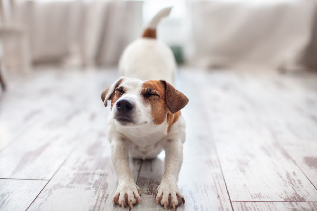 犬が『伸び』をする理由5つ！主な心理や病気の可能性を解説