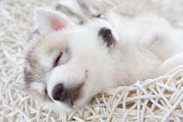 犬も夢を見るの？寝ているときのときに気をつけたい仕草や病気も解説