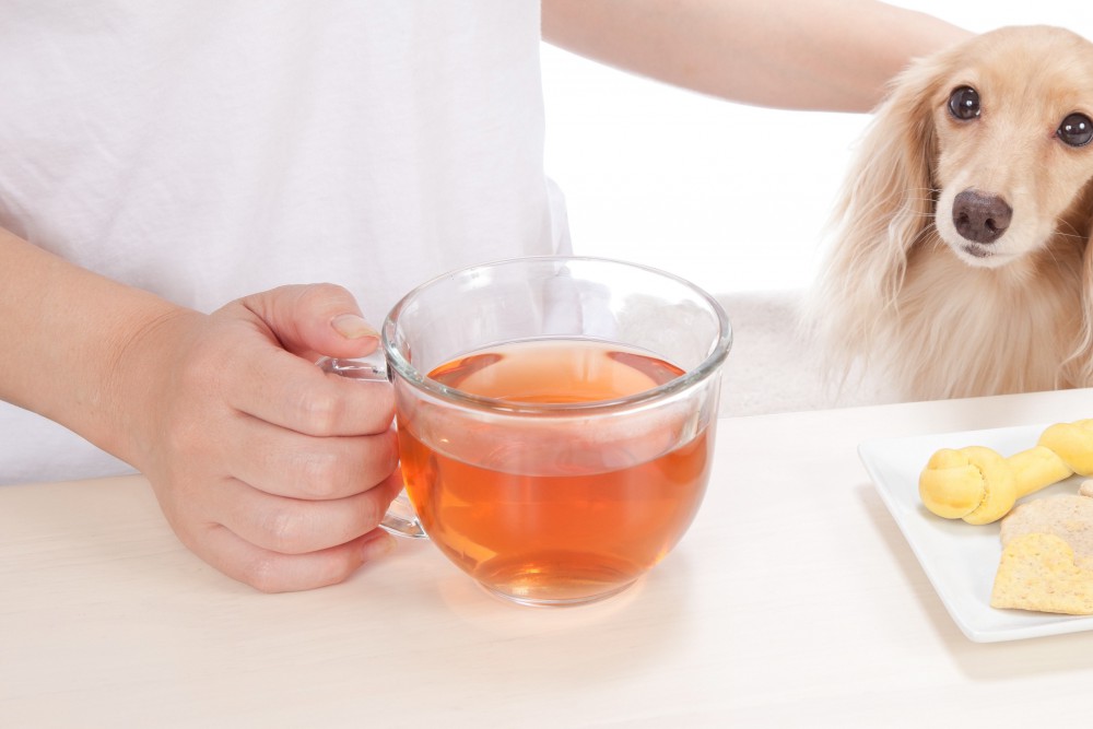 犬に紅茶を飲ませないで！舐めただけでもカフェイン中毒になる危険性