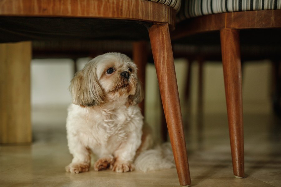 犬が家の中でよく隠れている場所４選！あなたの愛犬はどんな場所が好き？♡
