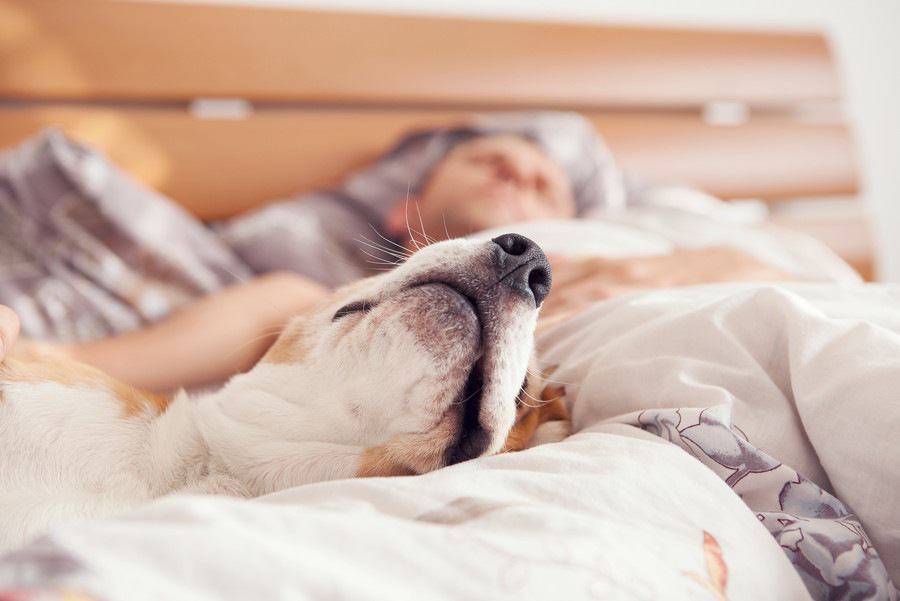 犬とベッドで一緒に寝る際に気を付けたい６つのこと