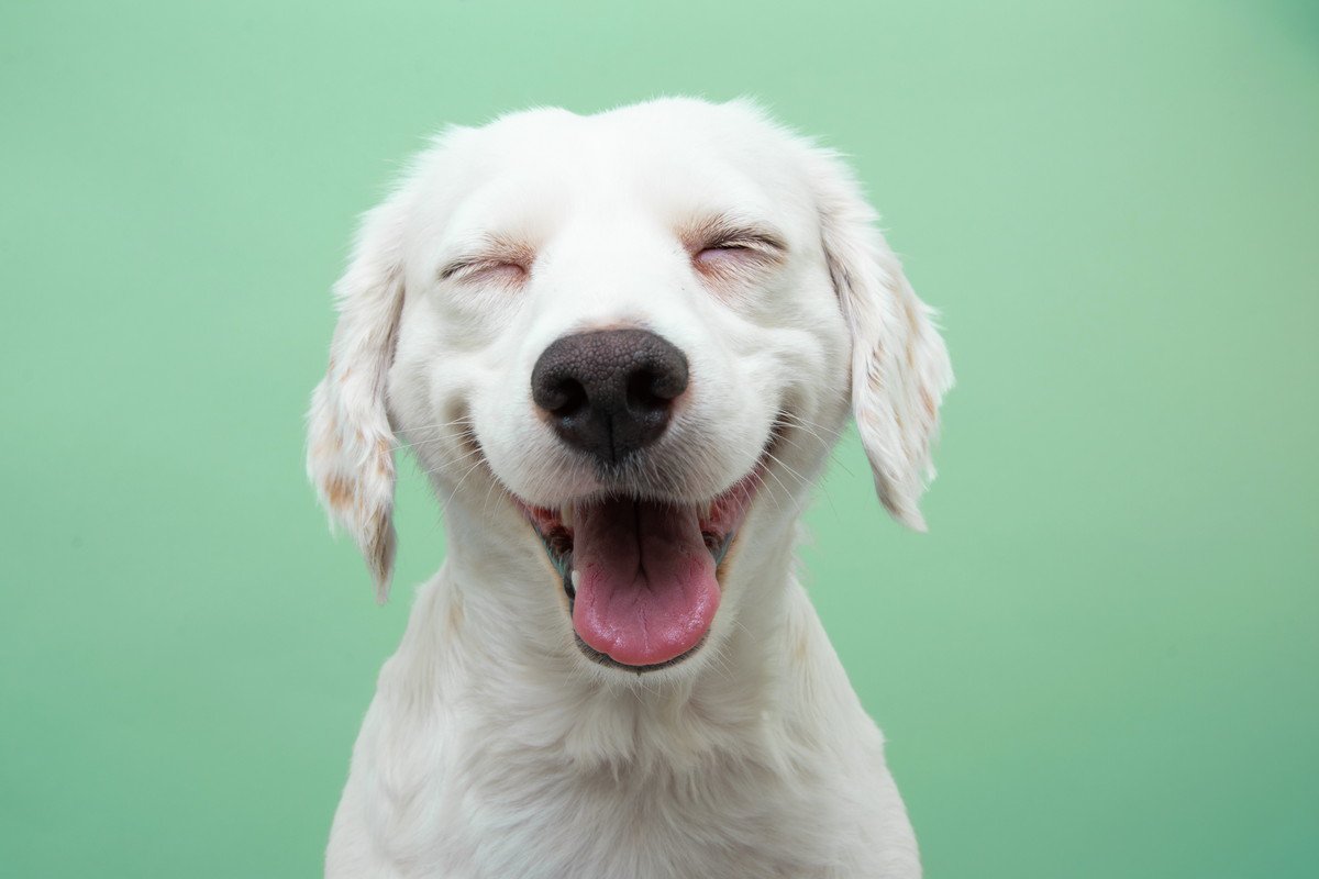 犬は『表情』でも感情を表している！？表情別の5つの心理を解説