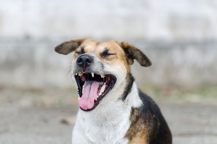 犬の『くしゃみ』は危険？！注意すべき症状５選