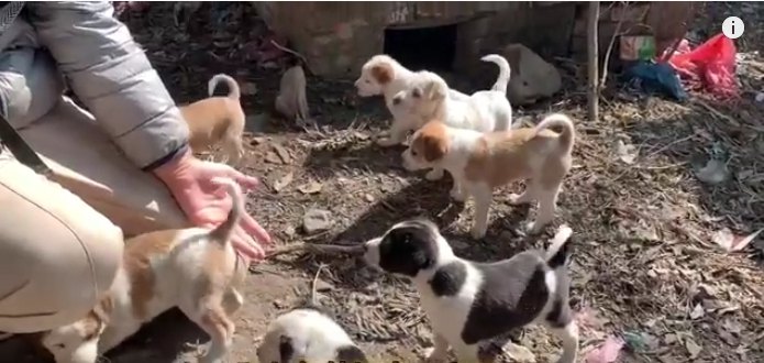 巣穴に隠れていた野良犬の赤ちゃん８匹を発見！