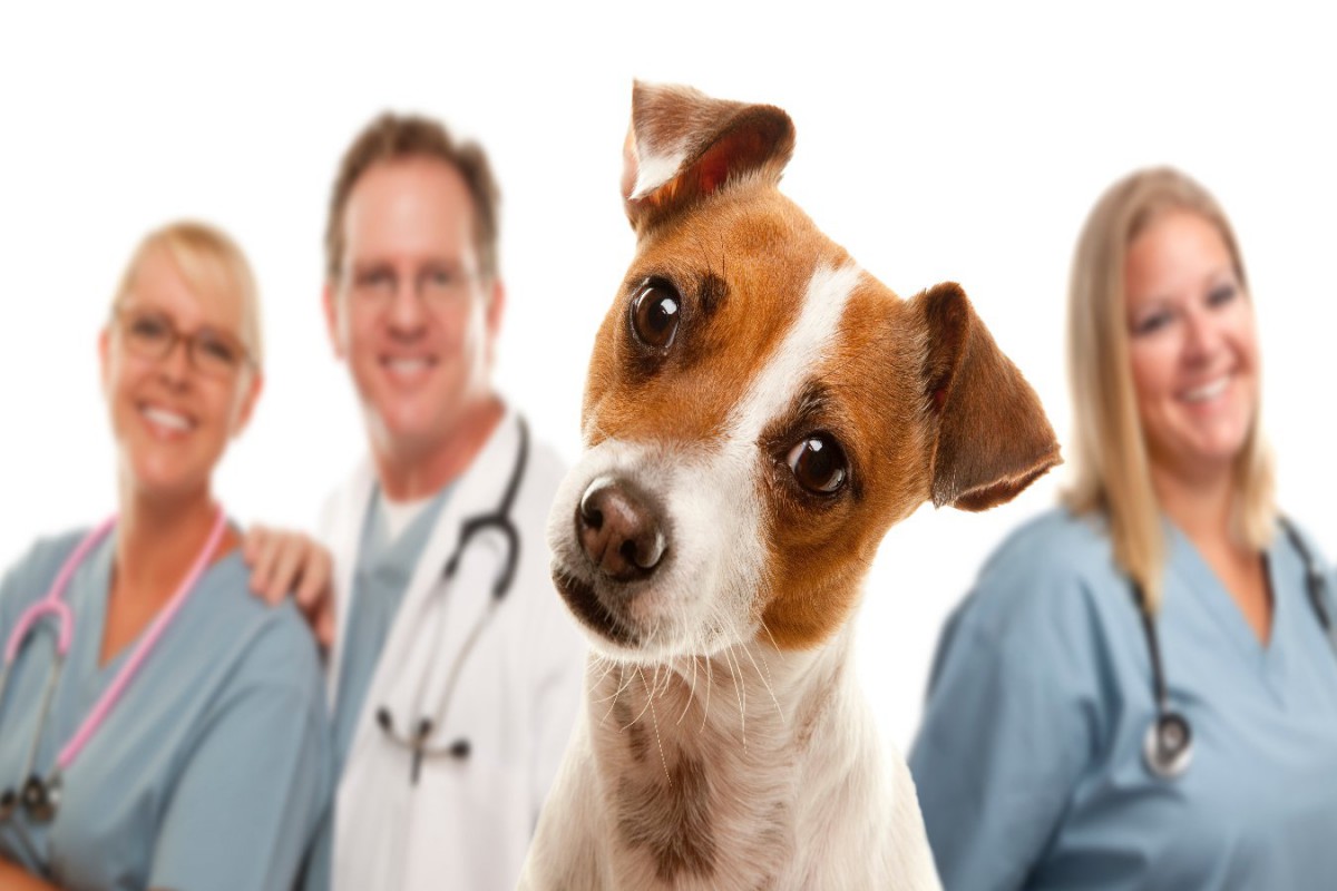 犬の腫瘍の遺伝子分析から適切な治療方法を探るための研究