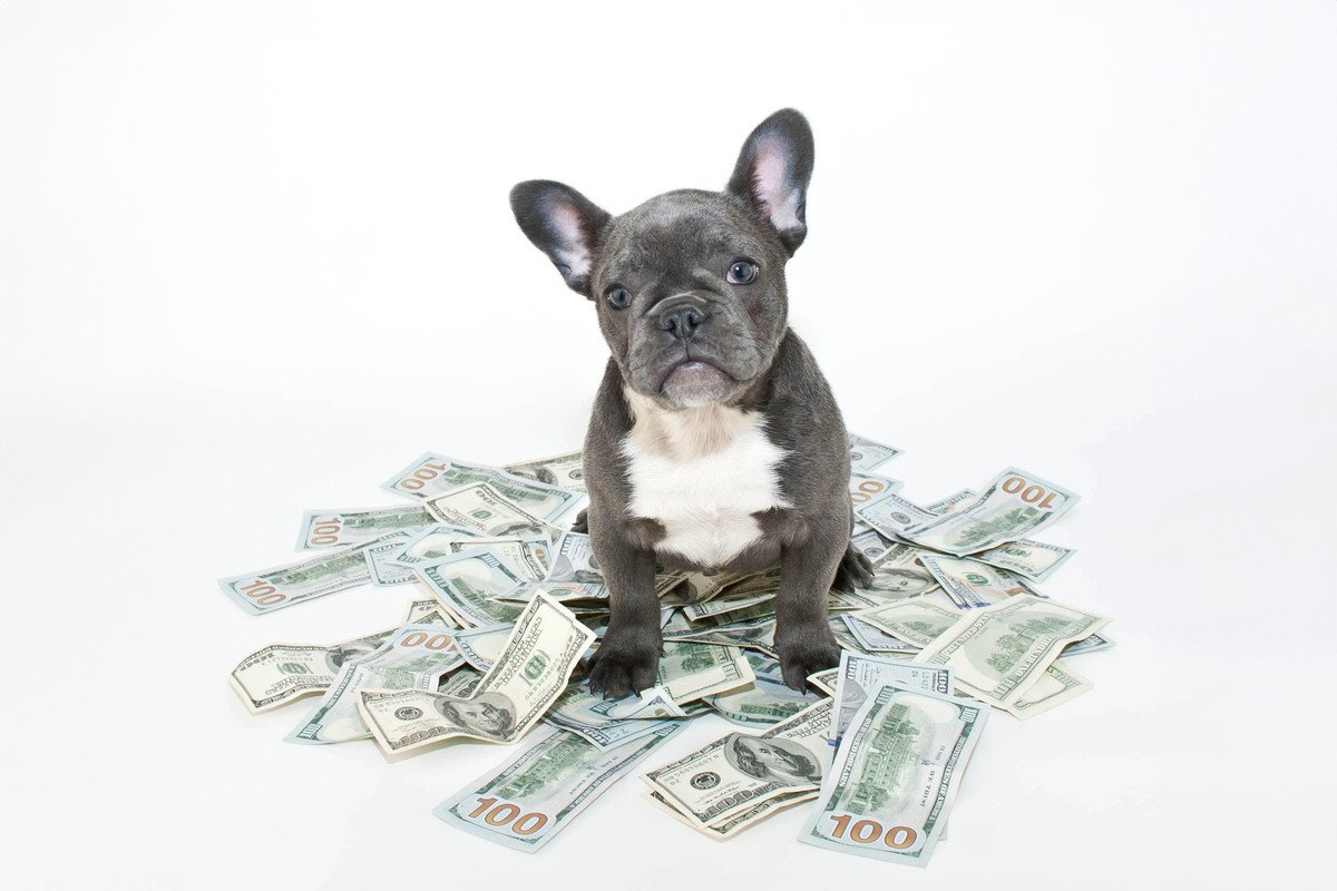 小型犬の飼育に必要な『年間費用』4選！初期費用や各費用を徹底解説　「こんなに掛かるのか」「小さいからと侮れない」