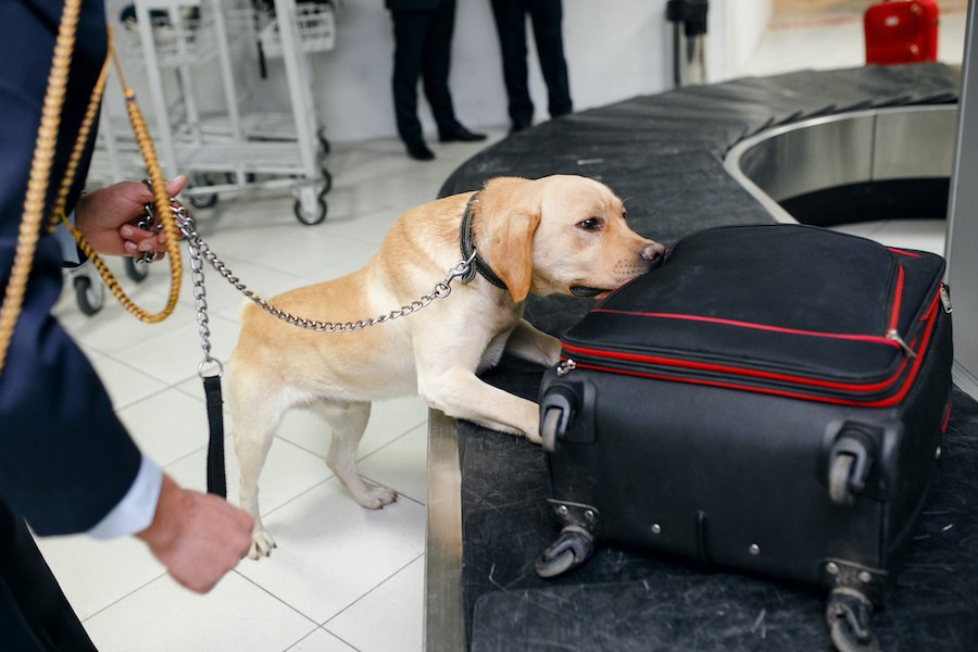 アメリカの空港で安全を守る！探知犬にたれ耳が多いのはなぜか？