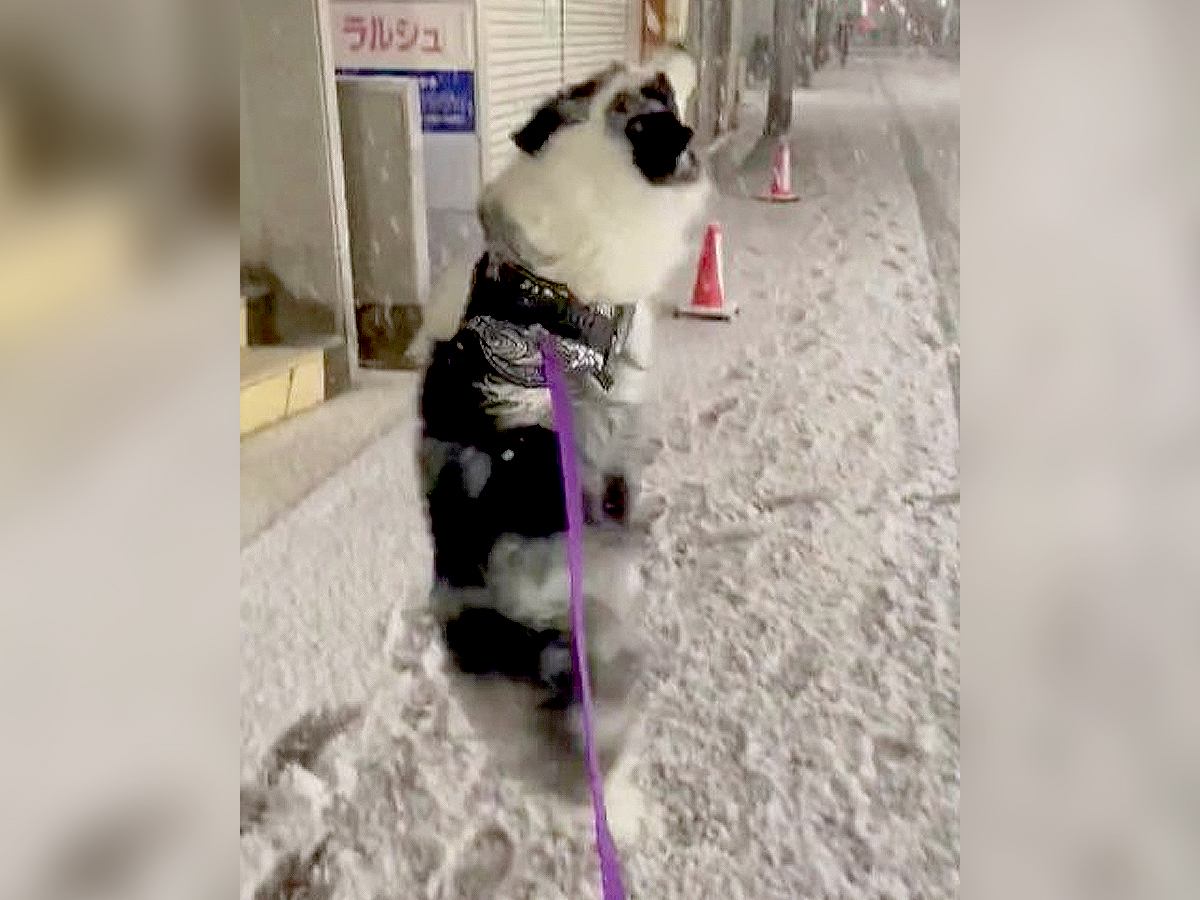 『いくらなんでもはしゃぎすぎ』犬が雪を見た反応…かわいすぎる光景に3万3000人がほっこり「楽しそう笑」「愛おしくなる」の声