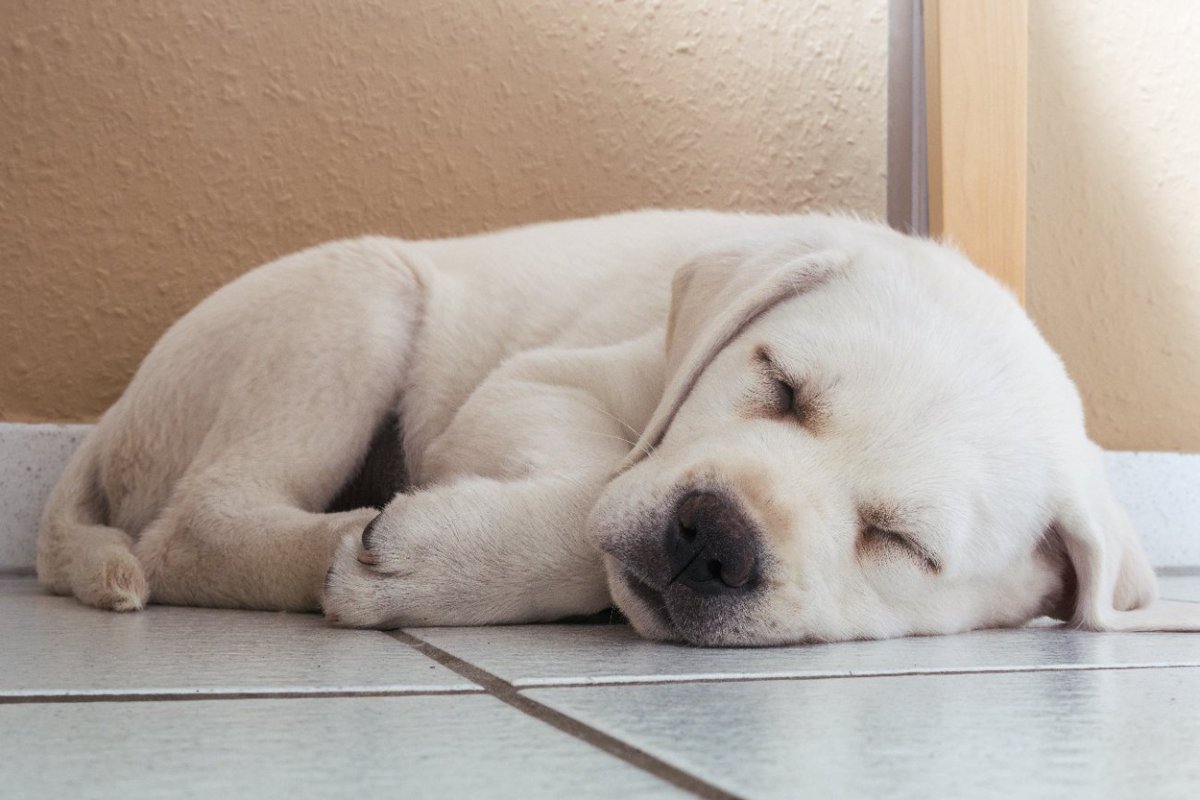 犬が体を丸くして眠る気持ちとは？4つの心理と注意すべきこと