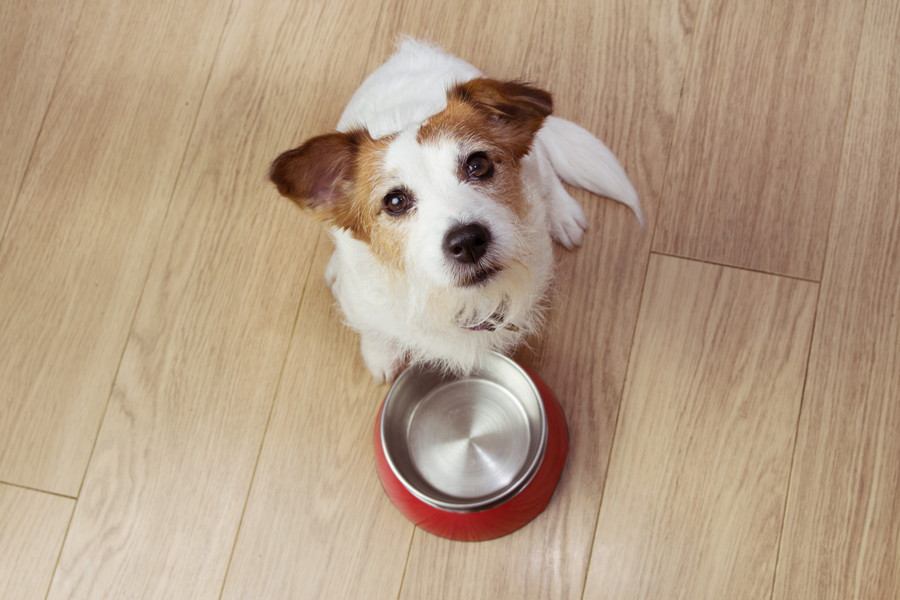 犬にご飯をあげる時間は決めるべき？毎回違う時間の方がいいの？