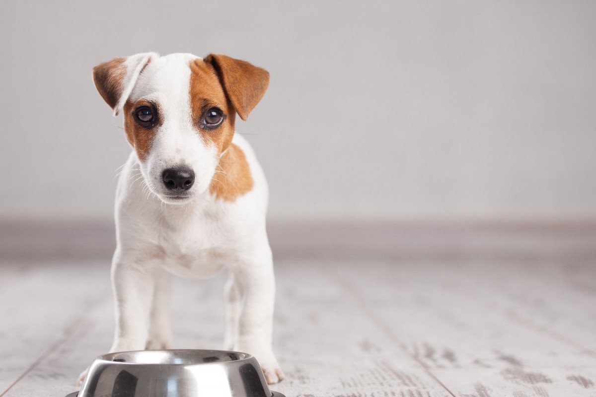 犬が亡くなる可能性がある『危険な食べ物』5つ！致死量や未然に防ぐ対策まで