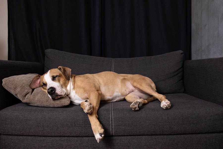 犬にとっても『枕』は効果あり？必要性やメリット・デメリットを解説