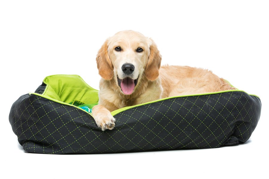 大型犬 ベッドおすすめ5選！それぞれの特徴や注意点
