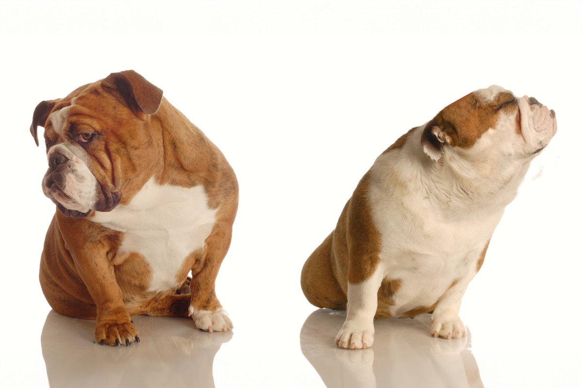 犬同士が仲良くできない3つの理由と改善のコツ　「人間と同じ」「犬見知りも個性」