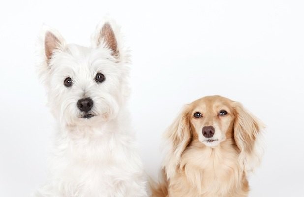 犬に『立ち耳』と『垂れ耳』が存在する理由とは？