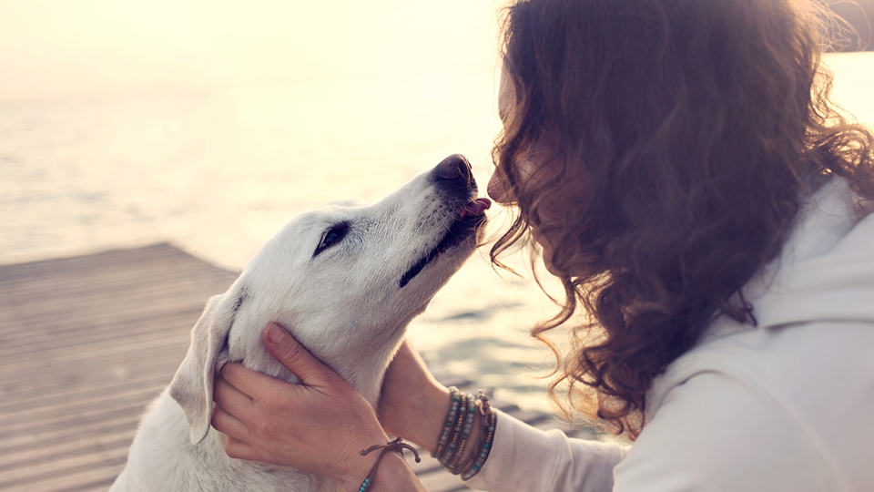 愛犬の癒しは飼い主を病気から守る力がある？