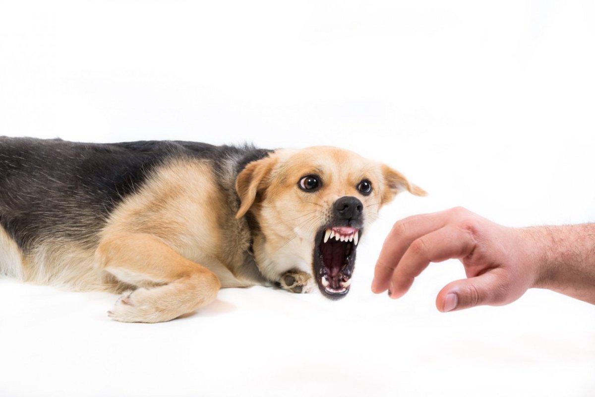 カリフォルニア州での犬の咬傷事故増加が示すこと