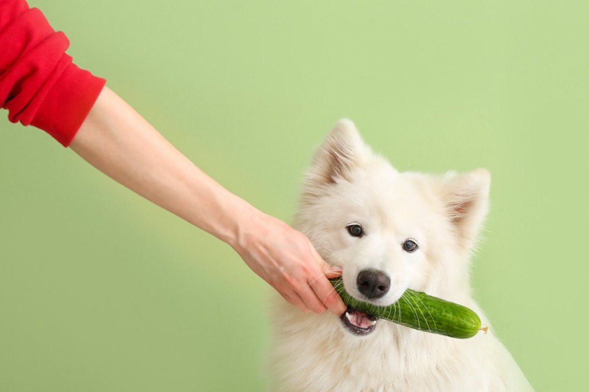 犬に与えたい『夏野菜』5選♡普段のご飯にピッタリなトッピング食材を解説