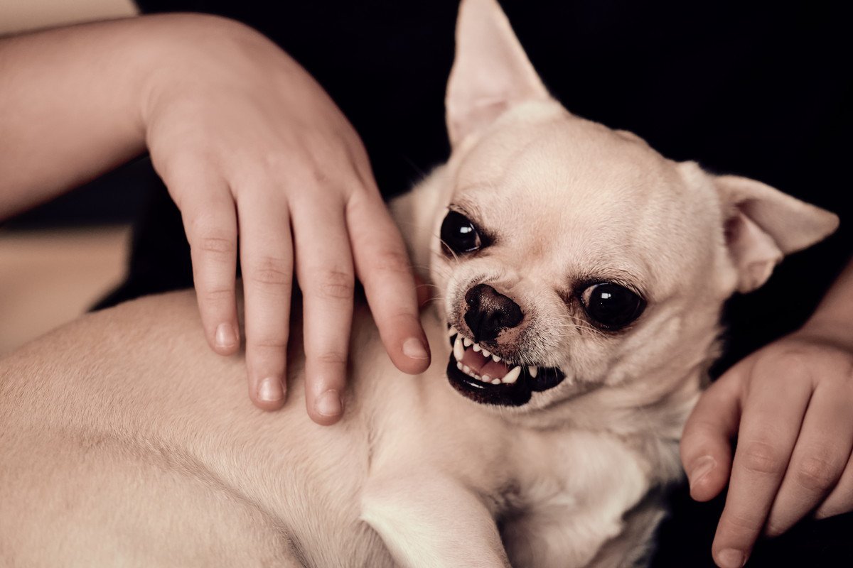 犬が『本気で噛む』前兆3つ！間違った対応をするとトラブルになることも