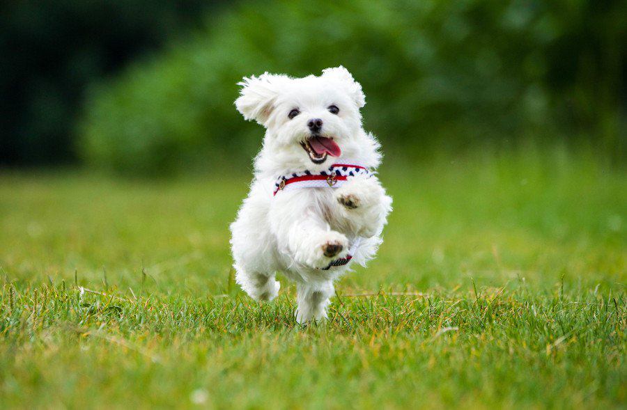 犬は時速何キロで走れるの？一番速い犬種・遅い犬種は？