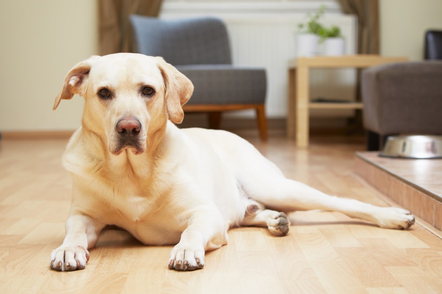 犬に怪我をさせないための部屋作り！気をつけるべき４つのポイント