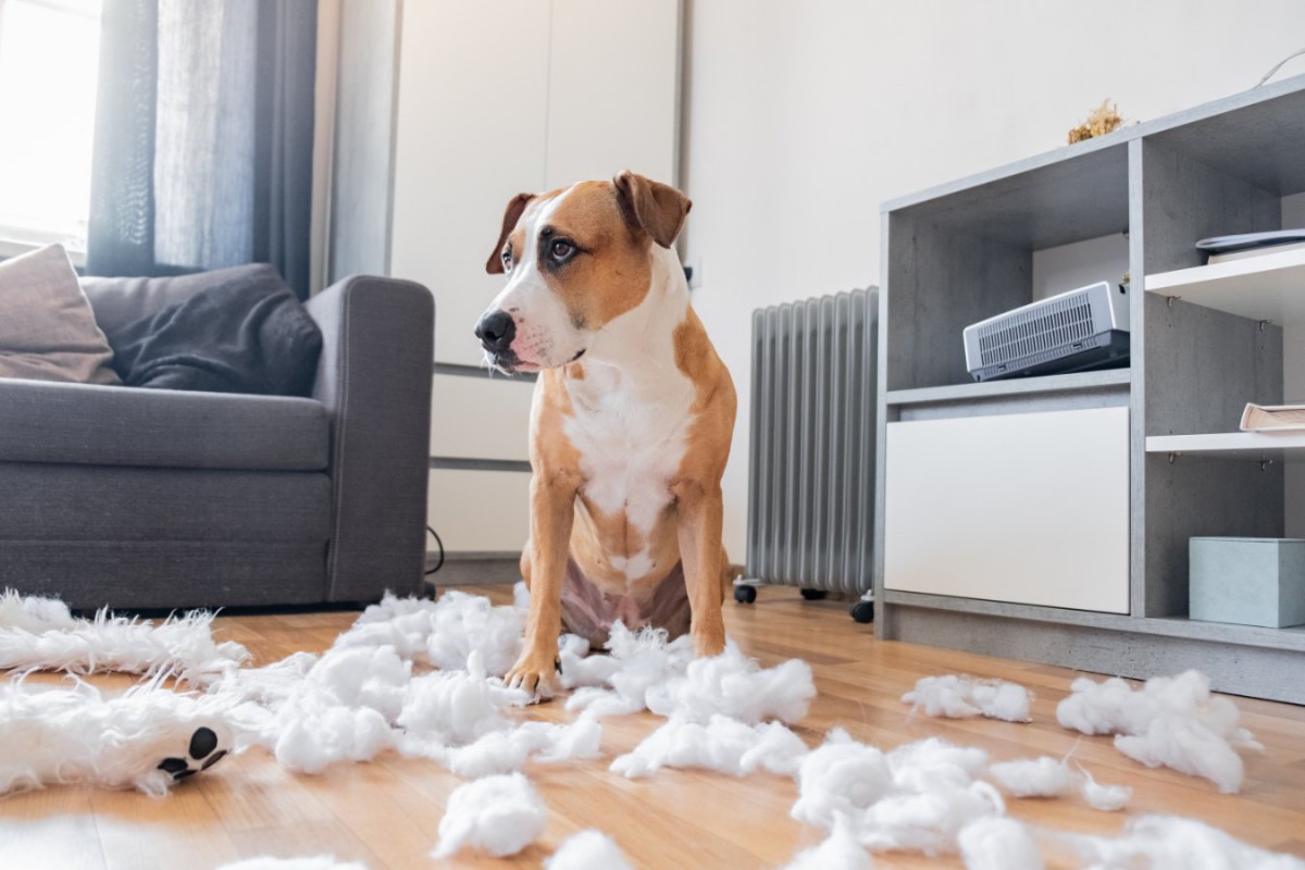 犬が家の中をボロボロにしてしまう原因とは？家具や部屋をキレイに保つための対処法を解説