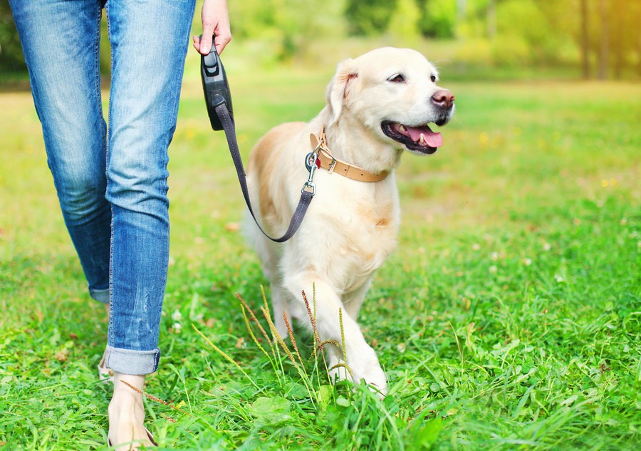 犬の散歩でリードは短く持つべきなの？長く持つべきなの？