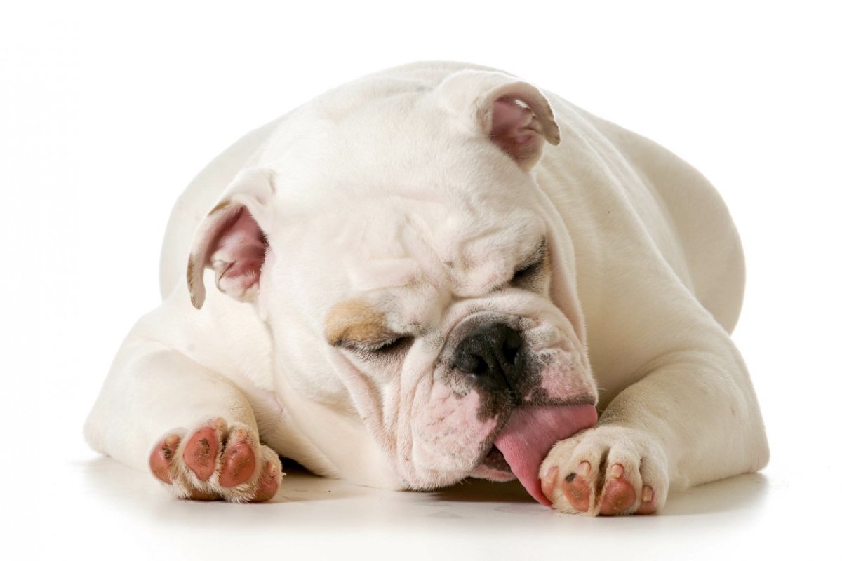 犬が『前足を舐める』心理とは？5つの理由や病気の可能性、飼い主にできる対策とは？