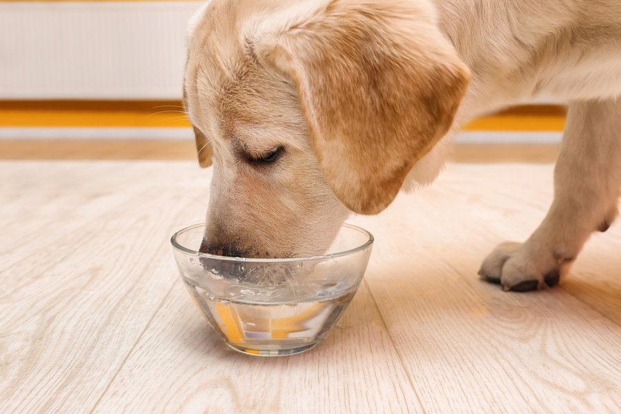 犬が急に水をがぶ飲みする理由４選！実は病気になっている可能性も？