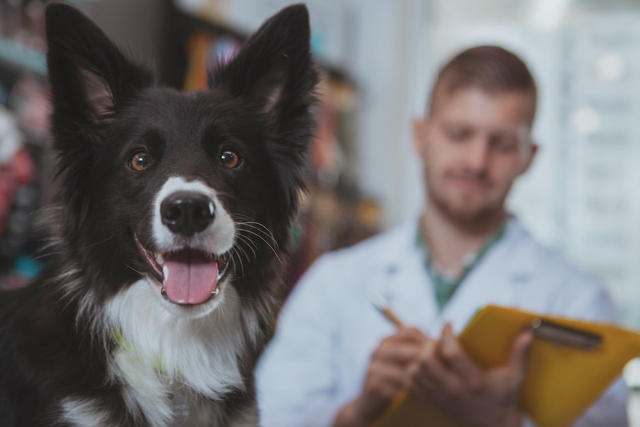アメリカにて、将来の治療のための犬の幹細胞を保管しておく会社が登場！