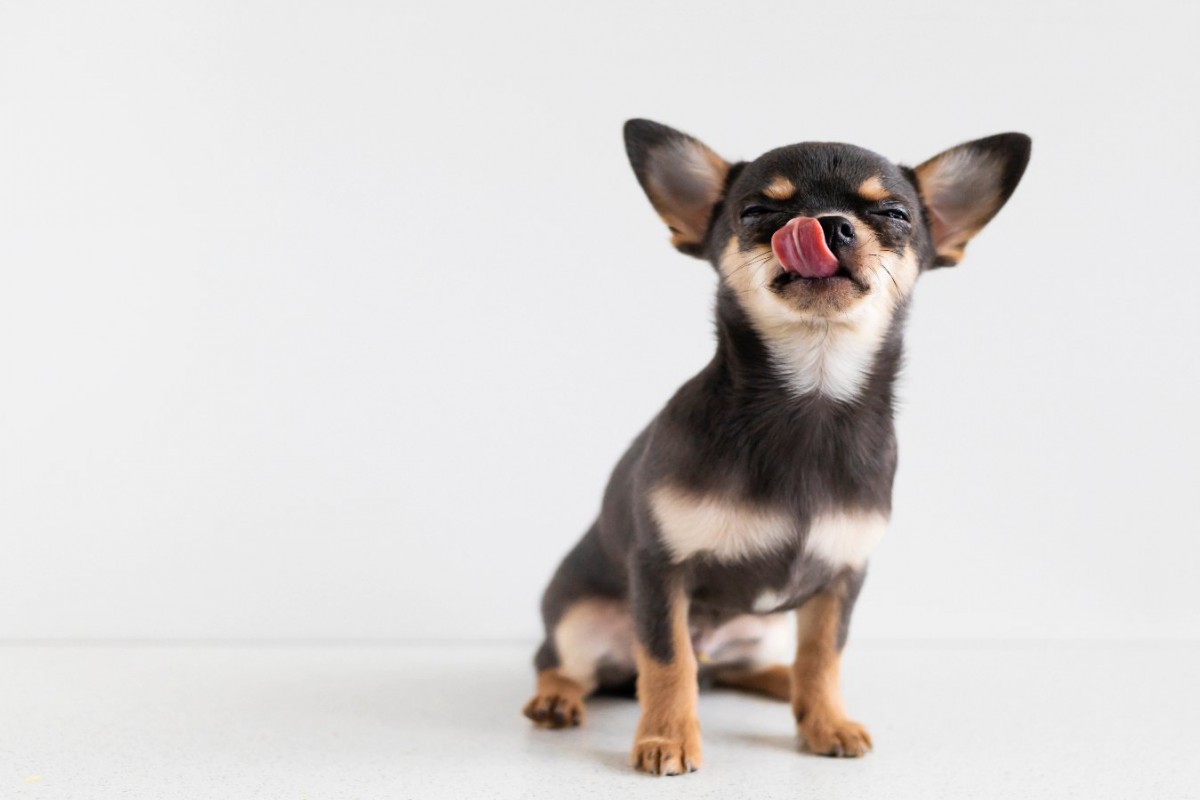 犬が食べると喉に詰まらせやすい食べ物5選！安全に与える方法や注意すべきポイントとは？