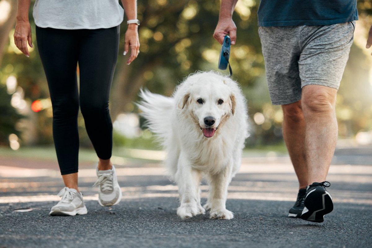 老犬に絶対NGな『散歩の仕方』5選　病気やケガをする可能性も…安全な散歩方法とは？